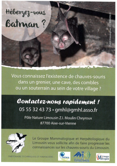 Chauves-souris
