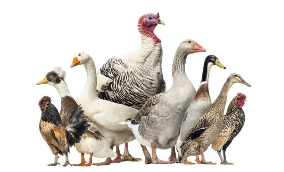 Rappel : recensement des oiseaux et mesures de protection en vue de la prévention et de la lutte contre l&rsquo;influenza aviaire