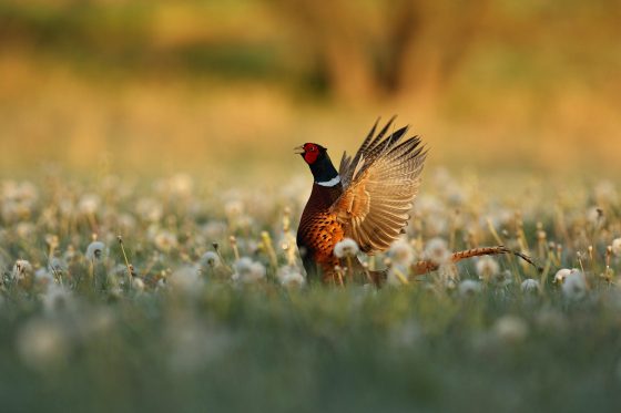 CHASSE : COMPTAGE MULTI-ESPECES